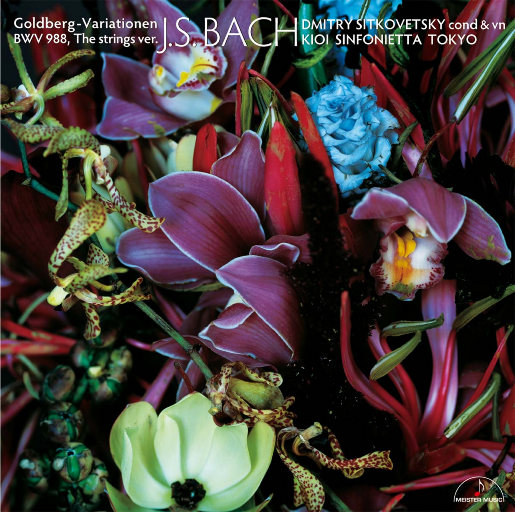 免费AV无码网站
